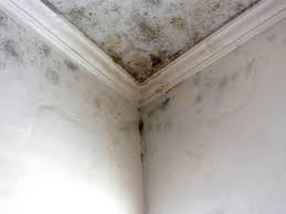 Why You Should Choose Our Mold Remediation Services in Stevenson, WA