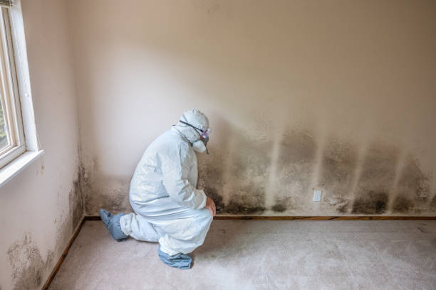 Best Post-Construction Mold Inspection  in Stevenson, WA